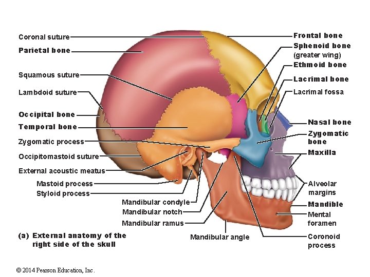Frontal bone Sphenoid bone (greater wing) Ethmoid bone Coronal suture Parietal bone Squamous suture