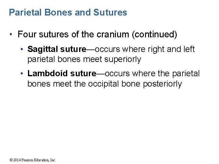 Parietal Bones and Sutures • Four sutures of the cranium (continued) • Sagittal suture—occurs