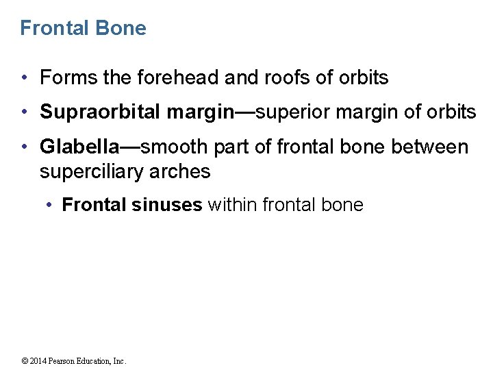 Frontal Bone • Forms the forehead and roofs of orbits • Supraorbital margin—superior margin