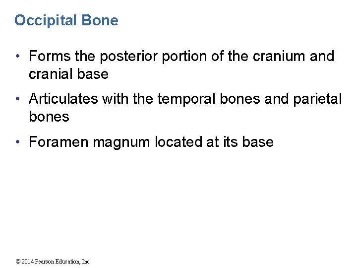 Occipital Bone • Forms the posterior portion of the cranium and cranial base •