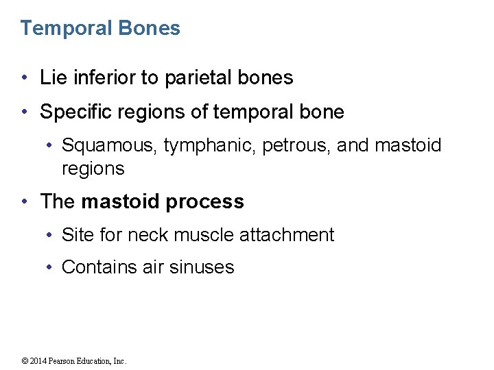 Temporal Bones • Lie inferior to parietal bones • Specific regions of temporal bone