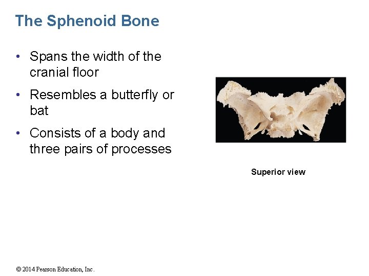 The Sphenoid Bone • Spans the width of the cranial floor • Resembles a