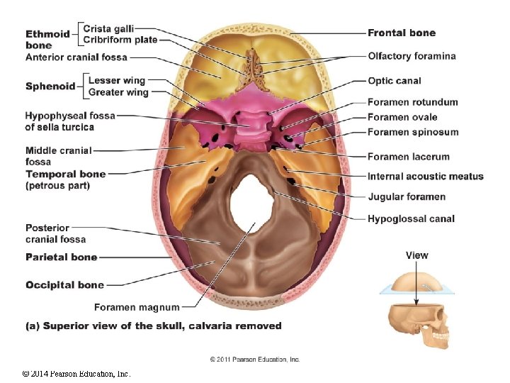 © 2014 Pearson Education, Inc. 