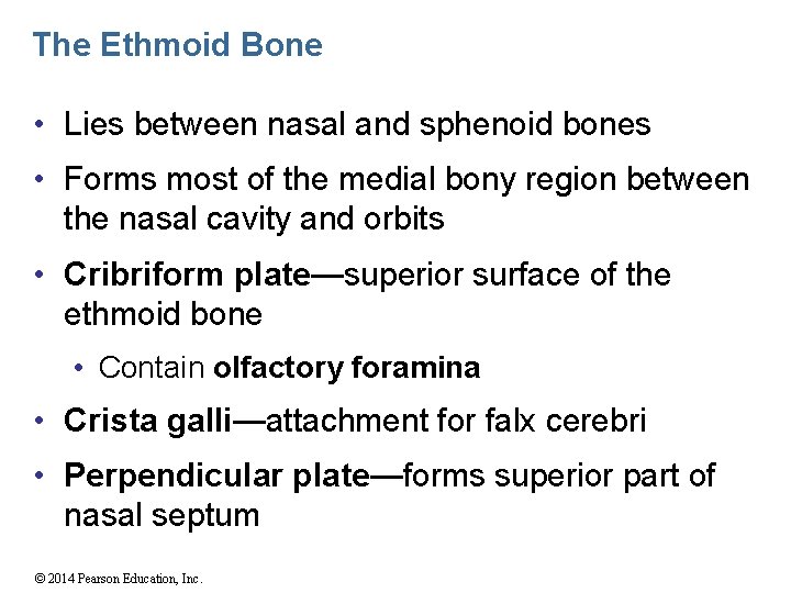 The Ethmoid Bone • Lies between nasal and sphenoid bones • Forms most of