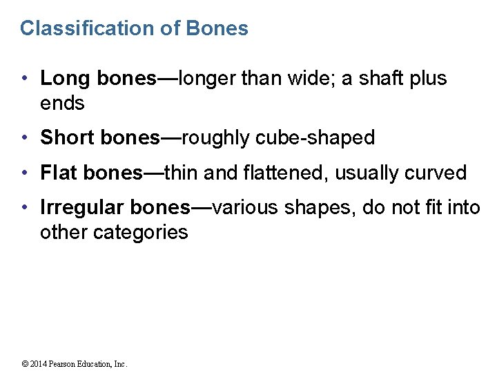 Classification of Bones • Long bones—longer than wide; a shaft plus ends • Short