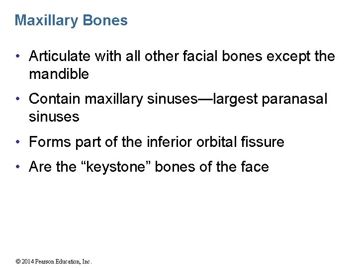 Maxillary Bones • Articulate with all other facial bones except the mandible • Contain