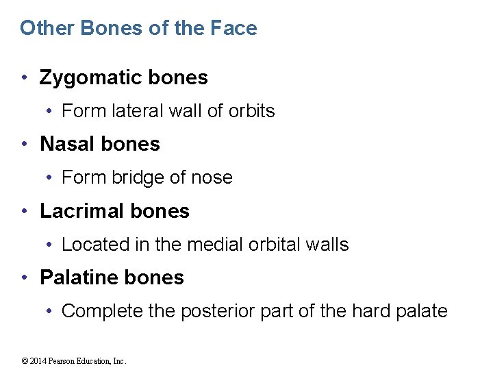 Other Bones of the Face • Zygomatic bones • Form lateral wall of orbits