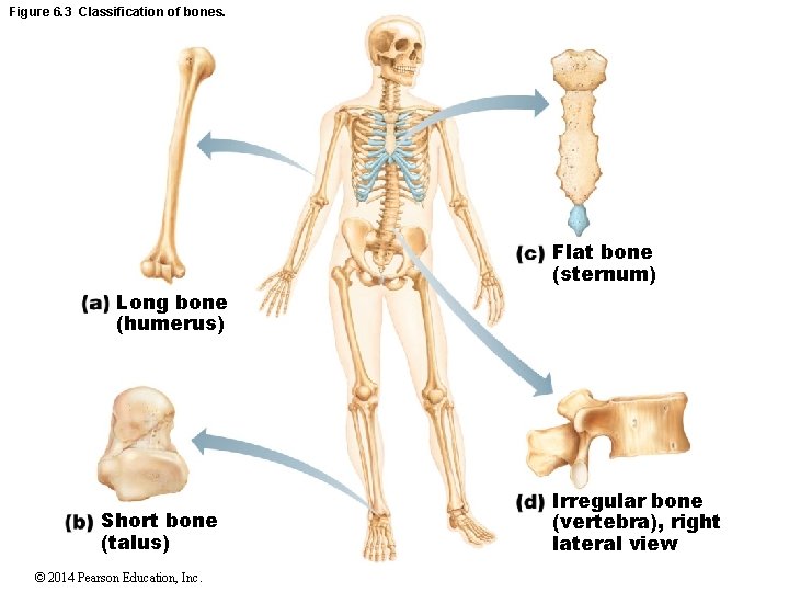 Figure 6. 3 Classification of bones. Flat bone (sternum) Long bone (humerus) Short bone