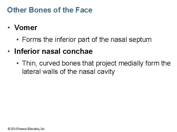Other Bones of the Face • Vomer • Forms the inferior part of the