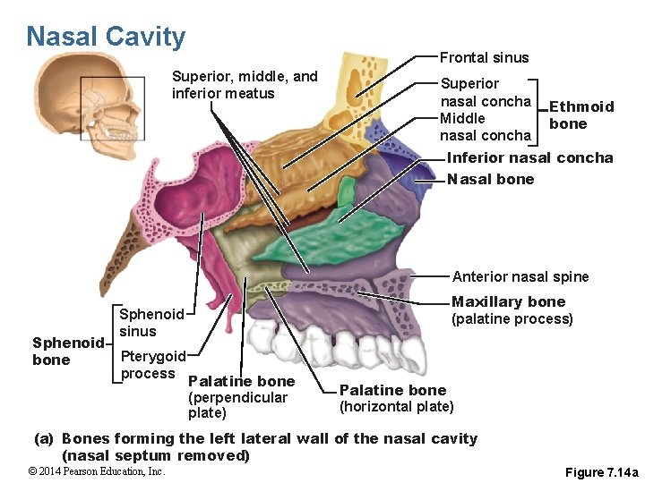 Nasal Cavity Frontal sinus Superior, middle, and inferior meatus Superior nasal concha Middle nasal