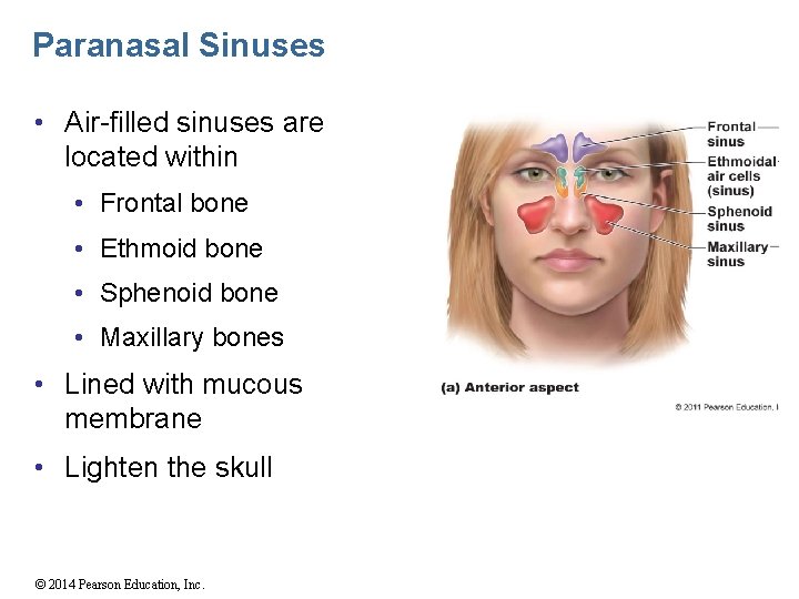 Paranasal Sinuses • Air-filled sinuses are located within • Frontal bone • Ethmoid bone