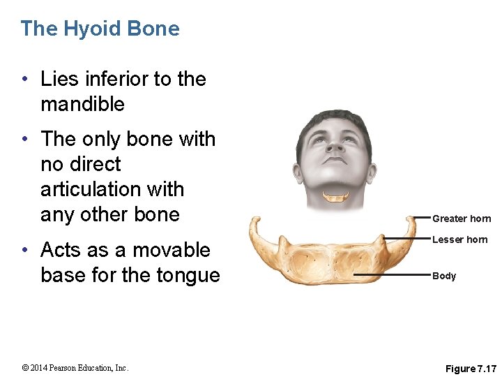 The Hyoid Bone • Lies inferior to the mandible • The only bone with