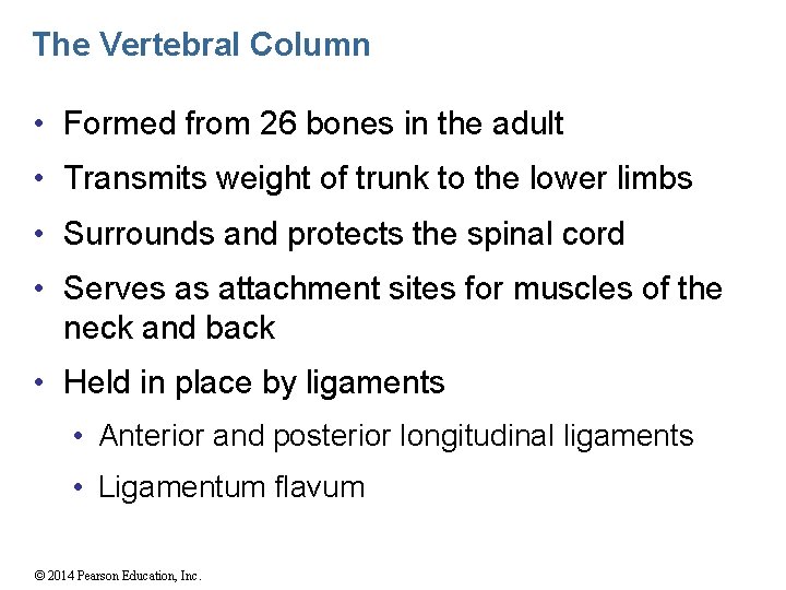 The Vertebral Column • Formed from 26 bones in the adult • Transmits weight