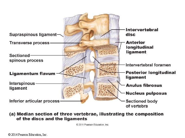 © 2014 Pearson Education, Inc. 