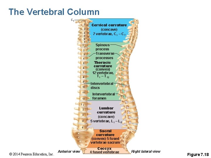 The Vertebral Column C 1 2 3 4 5 6 7 T 1 2