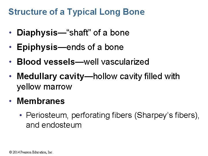 Structure of a Typical Long Bone • Diaphysis—“shaft” of a bone • Epiphysis—ends of