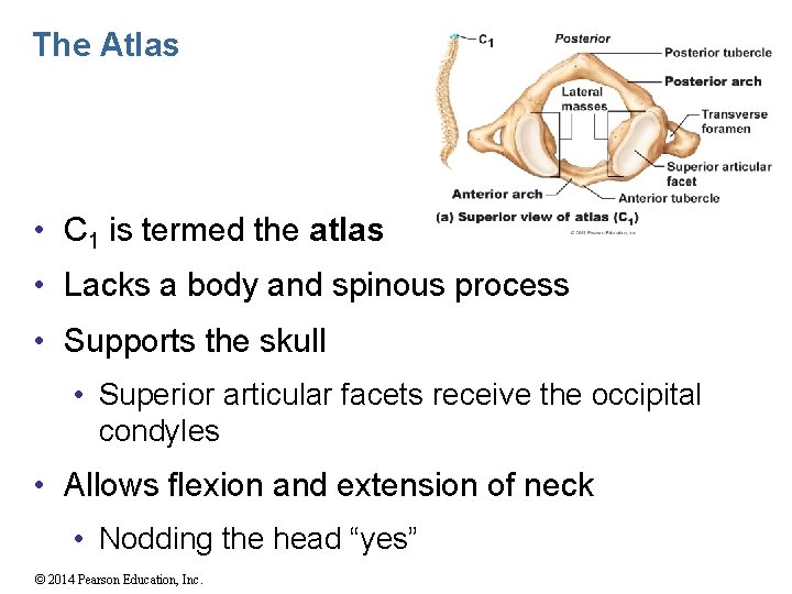 The Atlas • C 1 is termed the atlas • Lacks a body and