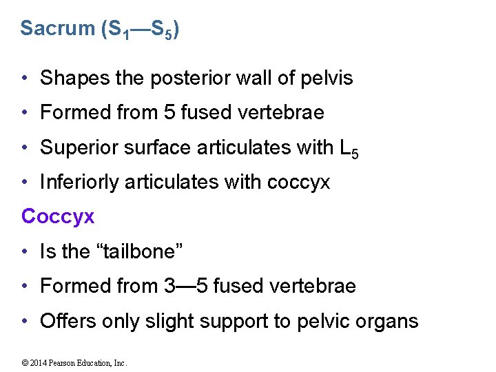 Sacrum (S 1—S 5) • Shapes the posterior wall of pelvis • Formed from