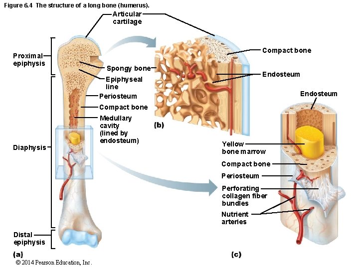 Figure 6. 4 The structure of a long bone (humerus). Articular cartilage Proximal epiphysis