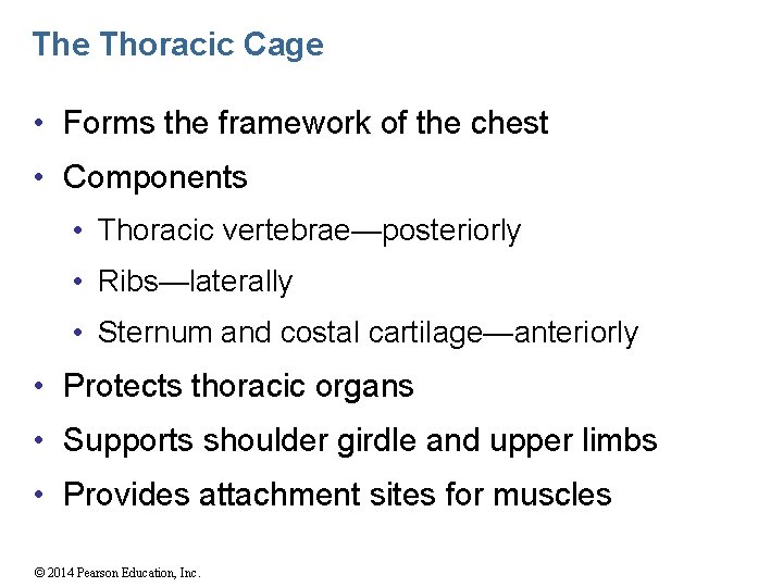 The Thoracic Cage • Forms the framework of the chest • Components • Thoracic