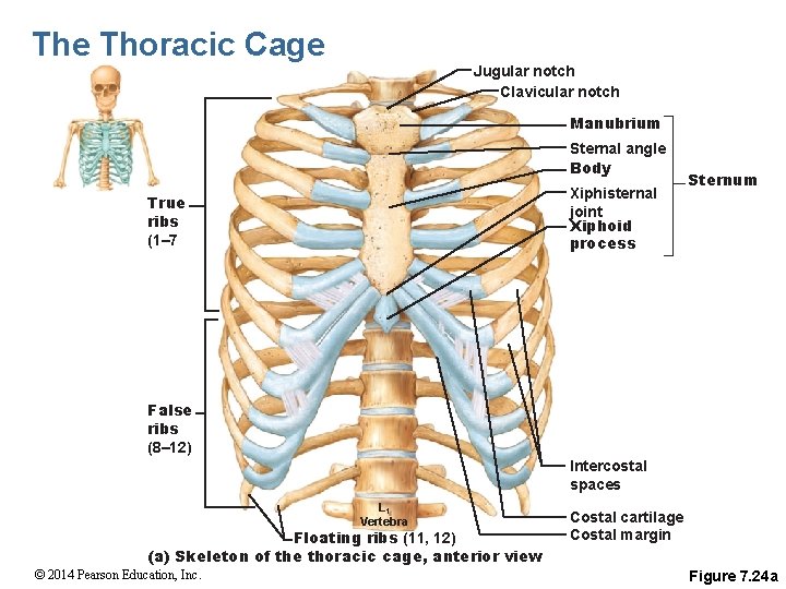 The Thoracic Cage Jugular notch Clavicular notch Manubrium Sternal angle Body Xiphisternal joint Xiphoid