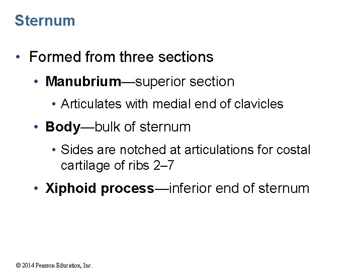 Sternum • Formed from three sections • Manubrium—superior section • Articulates with medial end