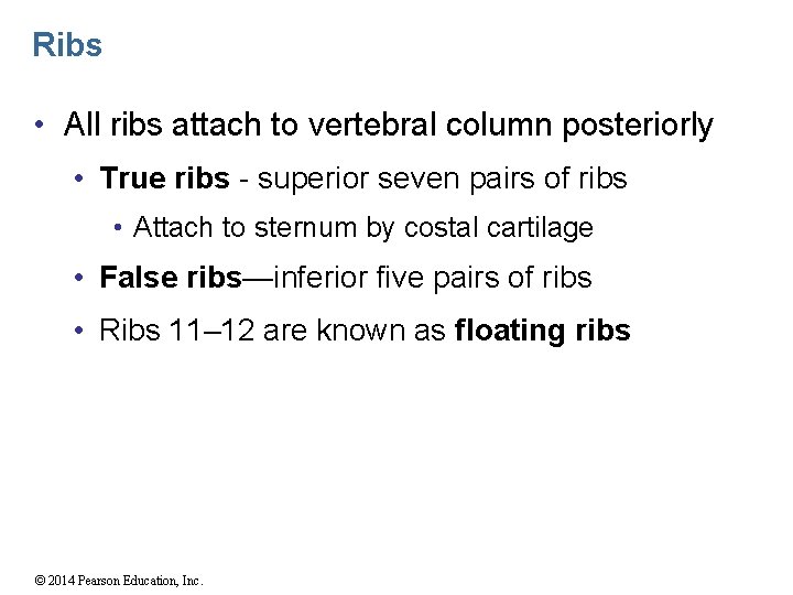 Ribs • All ribs attach to vertebral column posteriorly • True ribs - superior