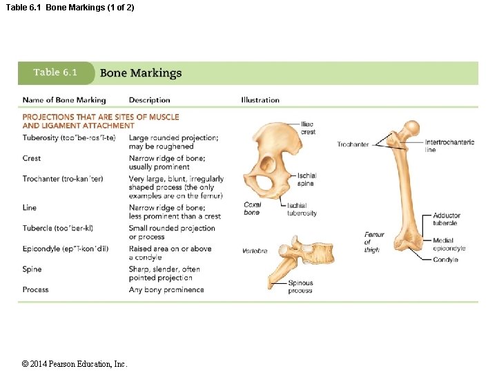 Table 6. 1 Bone Markings (1 of 2) © 2014 Pearson Education, Inc. 