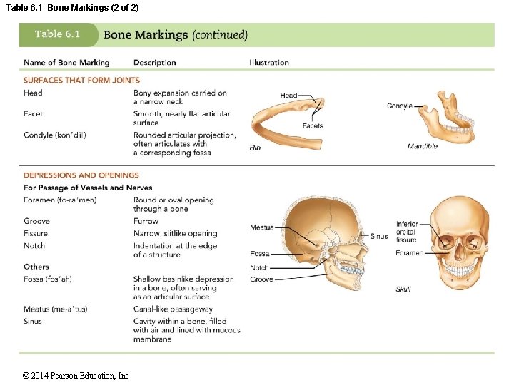 Table 6. 1 Bone Markings (2 of 2) © 2014 Pearson Education, Inc. 
