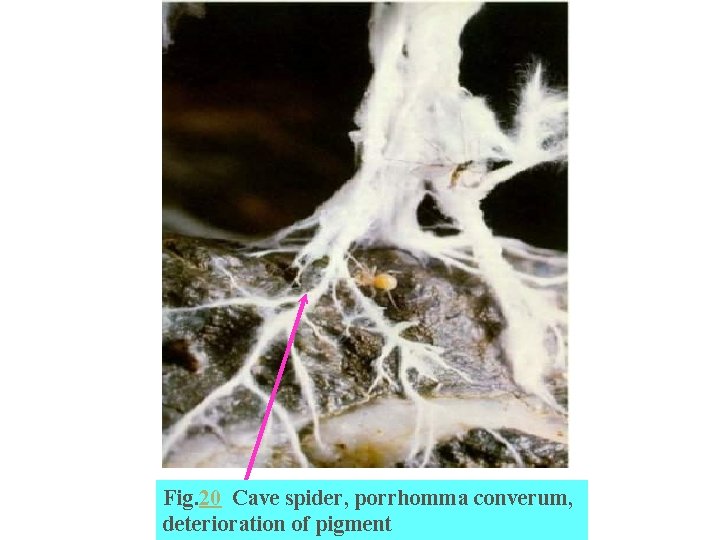 Fig. 20 Cave spider, porrhomma converum, deterioration of pigment 