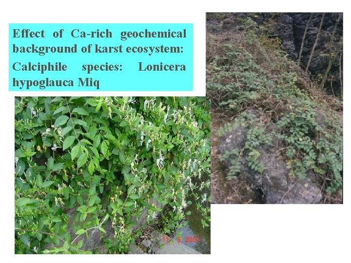 Effect of Ca-rich geochemical background of karst ecosystem: Calciphile species: Lonicera hypoglauca Miq 