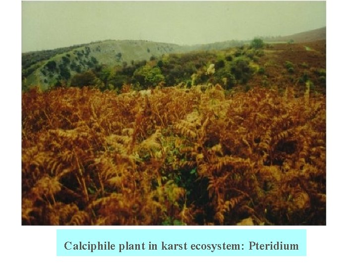 Calciphile plant in karst ecosystem: Pteridium 