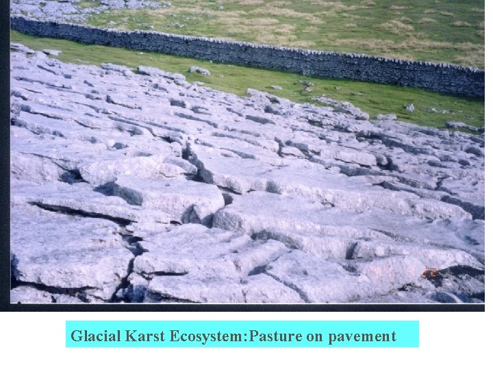 Glacial Karst Ecosystem: Pasture on pavement 