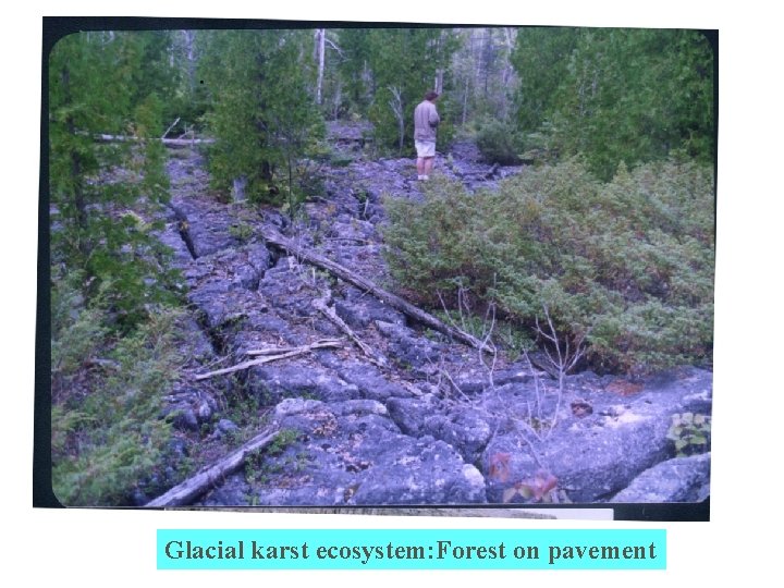 Glacial karst ecosystem: Forest on pavement 