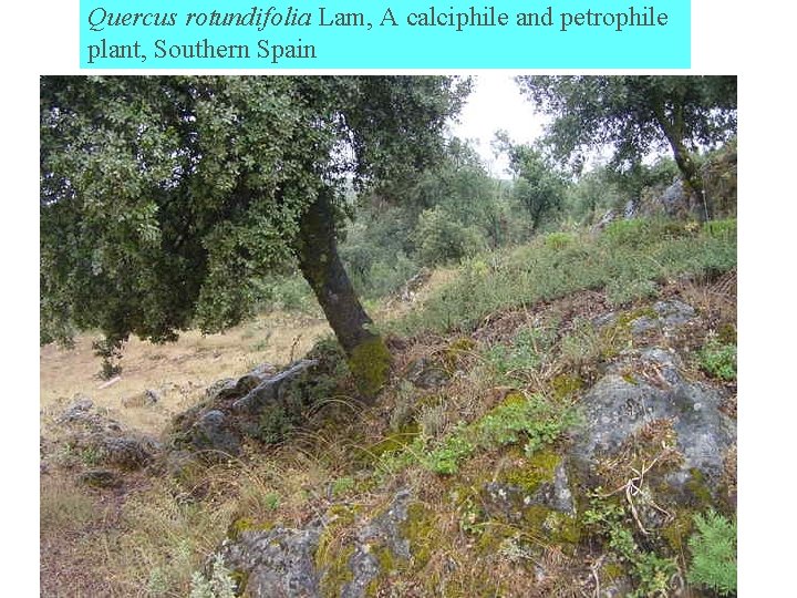 Quercus rotundifolia Lam, A calciphile and petrophile plant, Southern Spain 