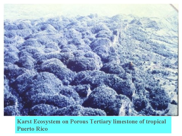Karst Ecosystem on Porous Tertiary limestone of tropical Puerto Rico 