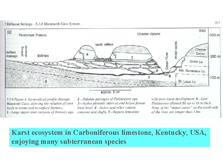 Karst ecosystem in Carboniferous limestone, Kentucky, USA, enjoying many subterranean species 