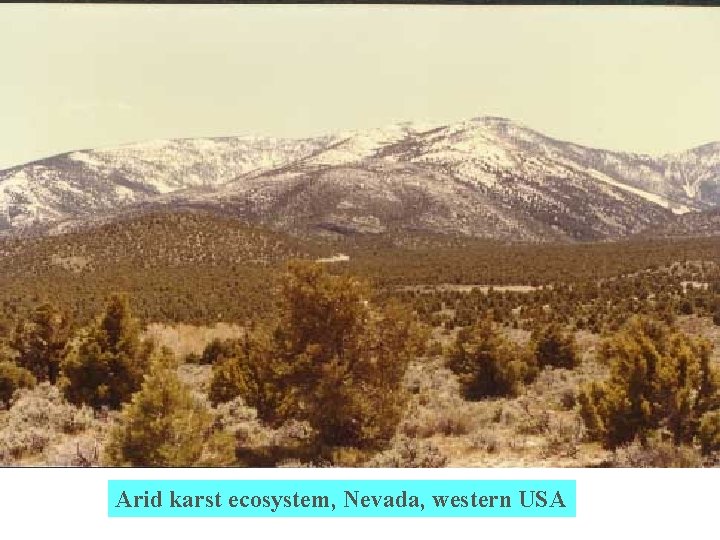 Arid karst ecosystem, Nevada, western USA 