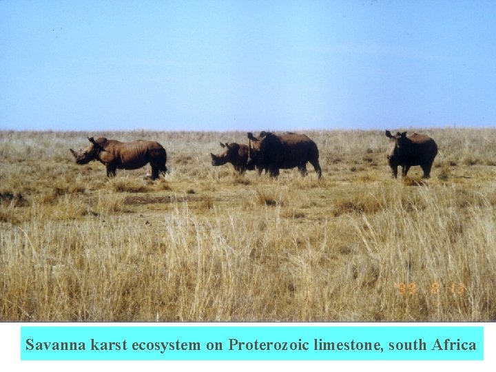 Savanna karst ecosystem on Proterozoic limestone, south Africa 