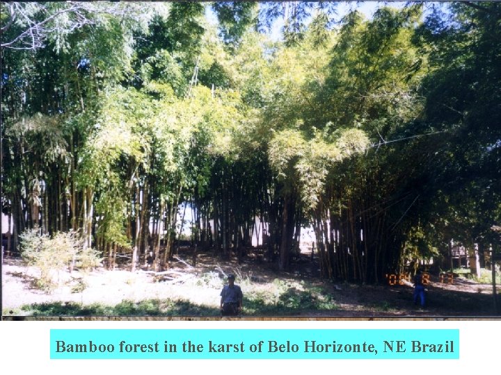 Bamboo forest in the karst of Belo Horizonte, NE Brazil 