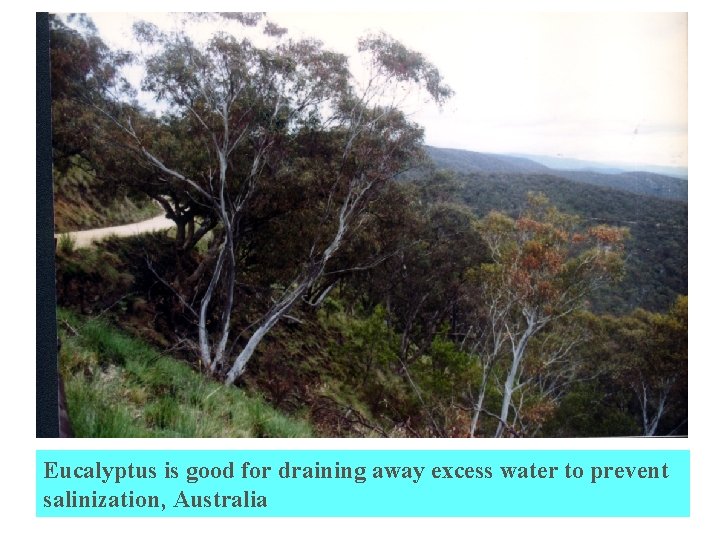 Eucalyptus is good for draining away excess water to prevent salinization, Australia 