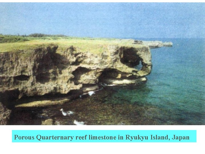 Porous Quarternary reef limestone in Ryukyu Island, Japan 