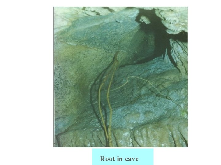 Root in cave 