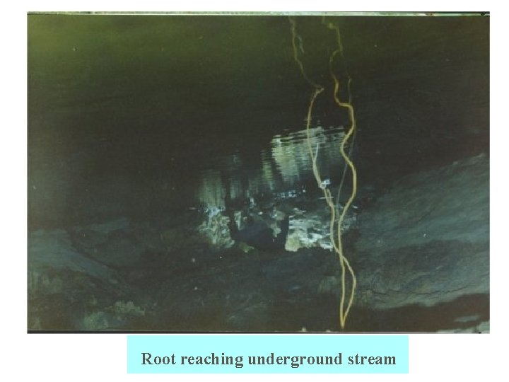 Root reaching underground stream 