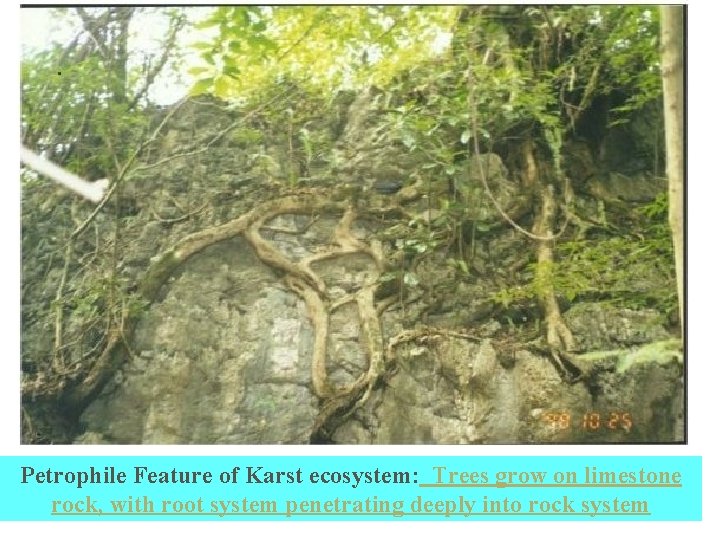 Petrophile Feature of Karst ecosystem: Trees grow on limestone rock, with root system penetrating