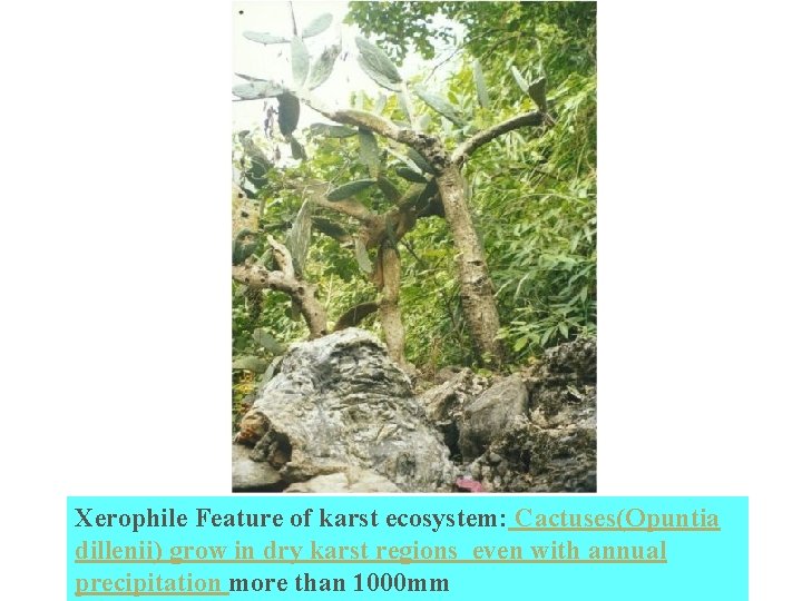 Xerophile Feature of karst ecosystem: Cactuses(Opuntia dillenii) grow in dry karst regions even with