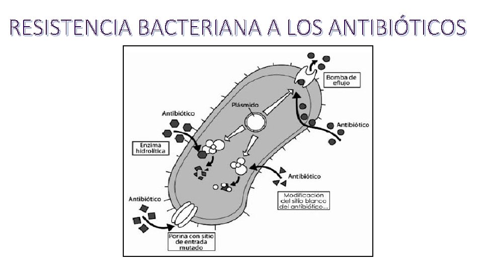 RESISTENCIA BACTERIANA A LOS ANTIBIÓTICOS 