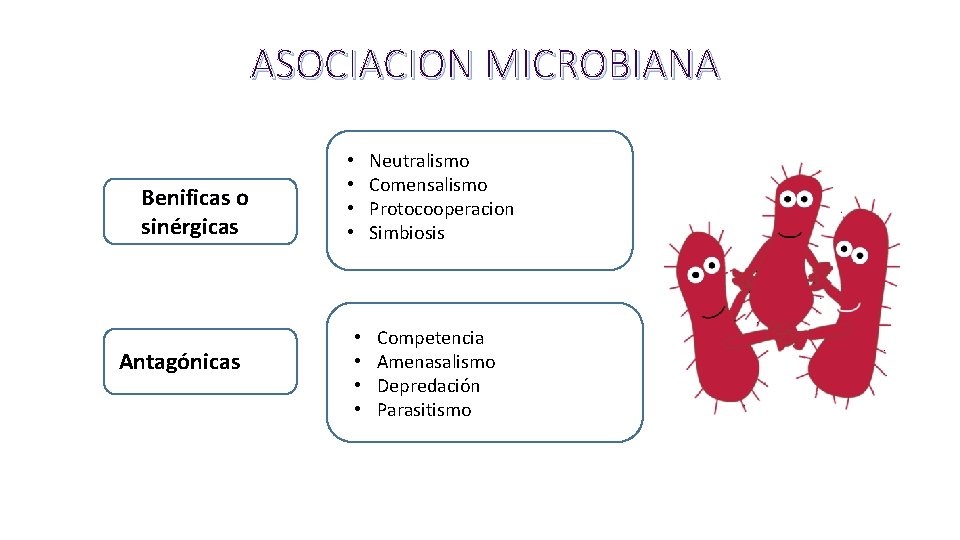 ASOCIACION MICROBIANA Benificas o sinérgicas Antagónicas Neutralismo Comensalismo Protocooperacion Simbiosis • • Competencia Amenasalismo