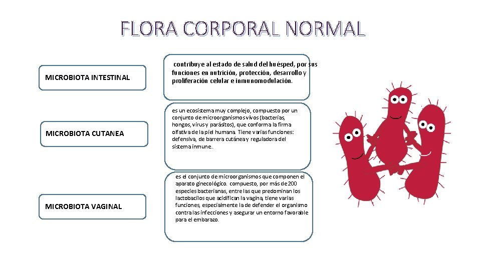 FLORA CORPORAL NORMAL MICROBIOTA INTESTINAL MICROBIOTA CUTANEA MICROBIOTA VAGINAL contribuye al estado de salud