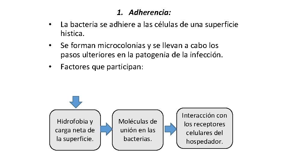  • • • 1. Adherencia: La bacteria se adhiere a las células de
